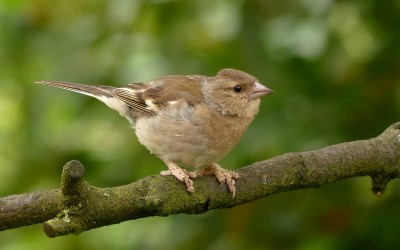Animal 1