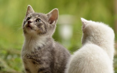 Animal 4