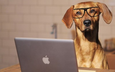 Animal 7