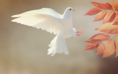 Animal 6