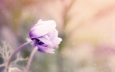 Flower 4