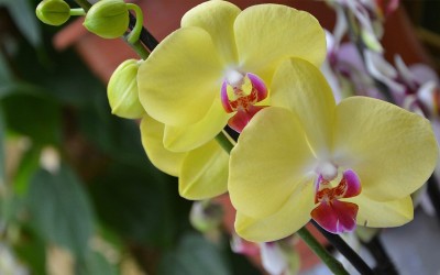 Flower 2