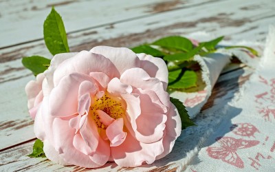 Flower 6