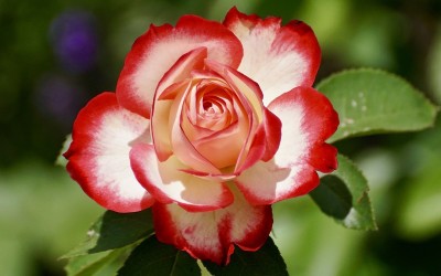Flower 7