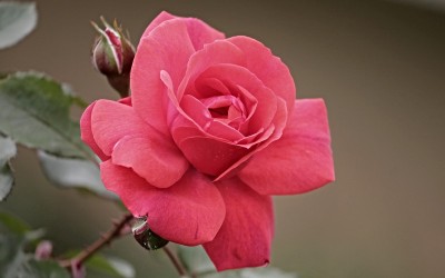 Flower 8