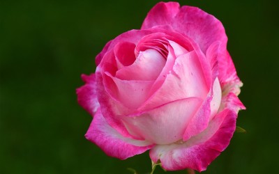 Flower 9
