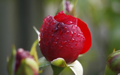Flower 10